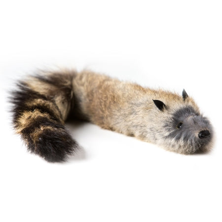 Junior Robby / Rock Waschbär